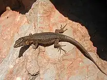 Lilford's wall lizard