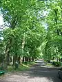 side street with mature trees