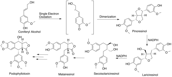 Proposed biosynthetic pathway leading to podophyllotoxin