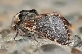 Side view of Poecilocampa populi, ♂