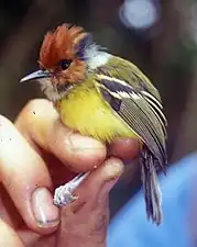 Cordillera del Cóndor, Ecuador