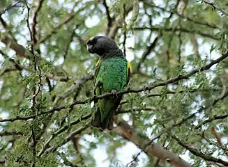 P. m. saturatus in the Serengeti, Tanzania