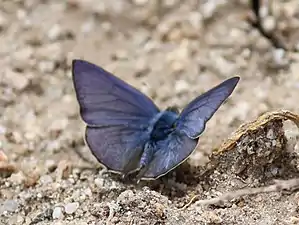 Dorsal view