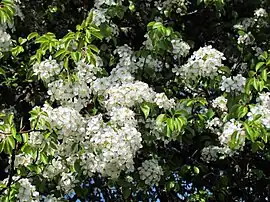 Spring flowers in Ambrugeat