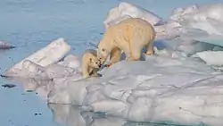 A polar bear and its cub stand on sea ice near clear blue water with few waves.