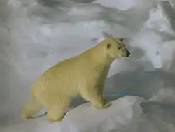 Polar bear