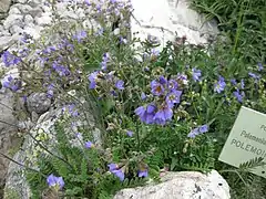 Rare arctic Polemonium boreale