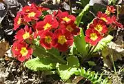 A red and yellow cultivar