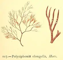 Illustration of "Polysiphonia elongella"