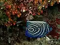 Juvenile Emperor angelfish at Manatuto Timor-Leste, 2006