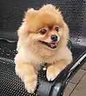 Cream-colored Pomeranian