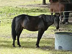 Pony in the meadow.