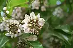 Indian Beech (Karanj or कारंजा in Hindi, Bengali, Marathi and Gujarati, Pungam புங்கம்  in Tamil, Pungu in Telugu) -- Pongamia pinnata