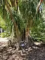 A palm tree with long palm leaves