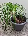 Ponytail Palm kept as an indoor potted houseplant.