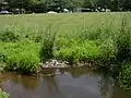 A pool of water at a marsh, one of the sources of the Nine Mile Run