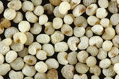 Close-up of white poppy seeds