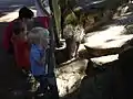 Porcupine compound and interested watchers