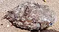 A dead porcupinefish washed up on a beach