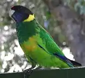 A green parrot with blue-tipped wings, a dark-green throat, a black head, a red forehead, a dark-violet chin, and a green-yellow underside