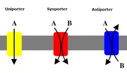 Comparison of active transport proteins