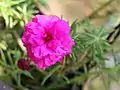 Portulaca flowers