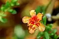 Portulaca flowers