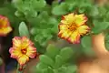 Portulaca flowers