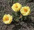 Portulaca grandiflora double flower variety