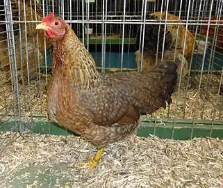 Bantam hen