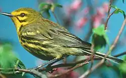 Prairie warbler