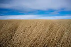 Prairie in Blue Mounds State Park, Mound Township