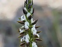 Prasophyllum sargentii growing near Hopetoun Western Australia