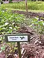 Herbs grown on the school farm