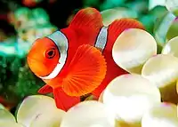 Maroon clownfish