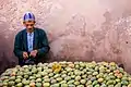 The fruits of Opuntia ficus-indica