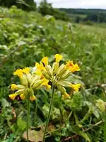 Primulas on the hilltop