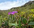 P. scandinavica growing in Padjelanta National Park