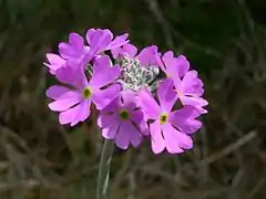 Bird's eye primrose