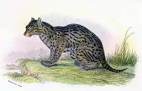 Fishing cat