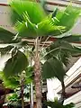 Pritchardia thurstonii growing indoors in Waikiki, Hawaii