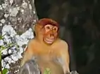 Monkey