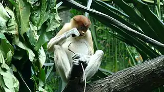 Proboscis monkey