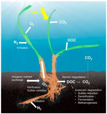 Seagrass holobiont