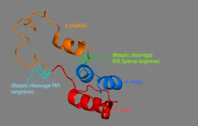 3D Model of proinsulin - A chain is in blue, b chain in red, c peptide in orange. The dibasic cleavage for c peptide and a chain is in green KR (lysine and arginine), the one for c peptide and b chain is in cyan RR (arginine).