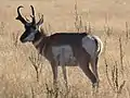 Pronghorn antelope