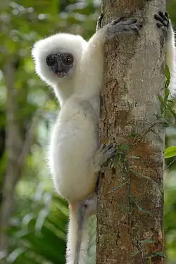 White lemur