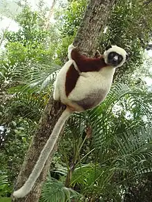 Brown and white lemur