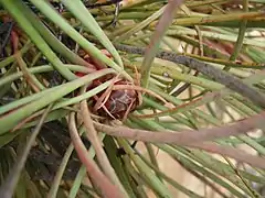 developing inflorescence