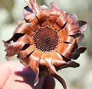 Protea pendula seedhead